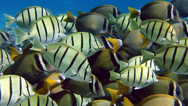 Convict Tang Tank Mates