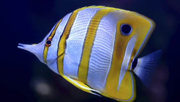 Copperband Butterflyfish Appearance