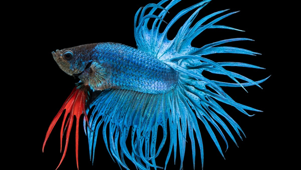 Crowntail Betta Appearance