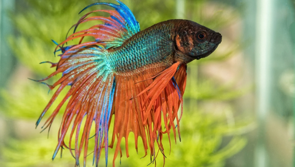 Crowntail Betta: Breeding & Propagation