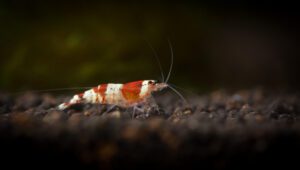 Crystal Red Shrimp