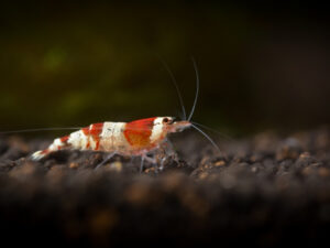 Crystal Red Shrimp