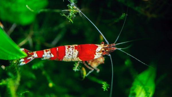 Crystal Red Shrimp Species Summary