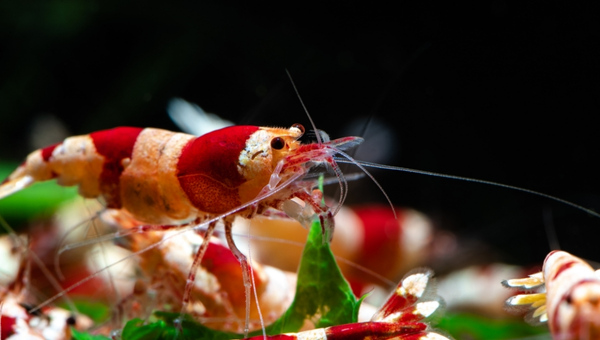 Crystal Red Shrimp Treatment And Medications For Diseases