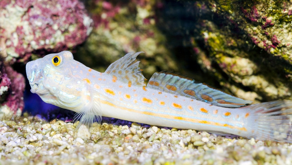 Diamond Watchman Goby Summary