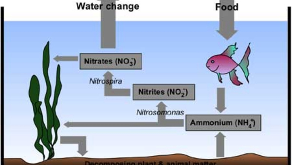 Different Stages Of The Nitrogen Cycle