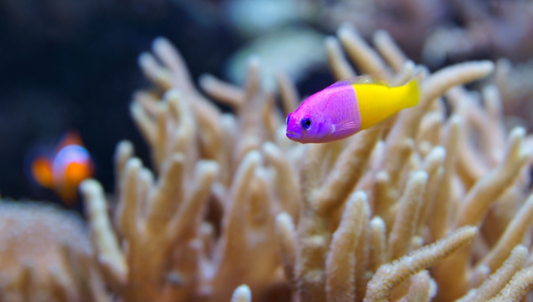 Dottyback Summary