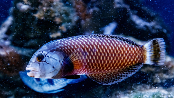 Dragon Wrasse Appearance