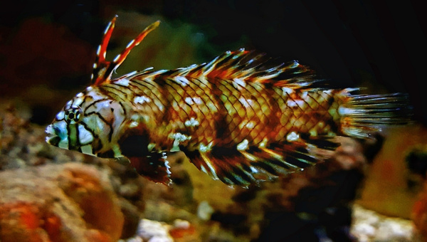 Dragon Wrasse Breeding