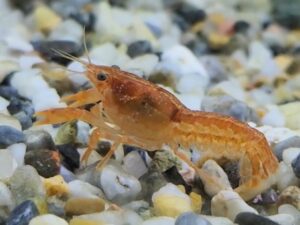 Dwarf Crayfish