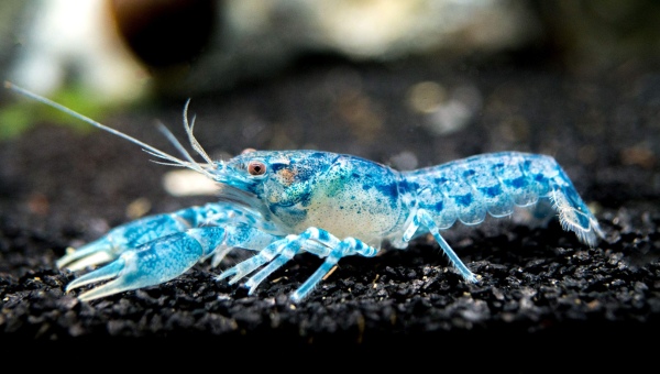 Dwarf Crayfish Appearance & Colors