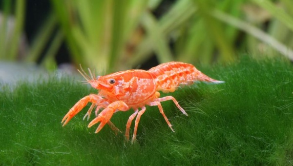 Dwarf Crayfish Behavior & Temperament