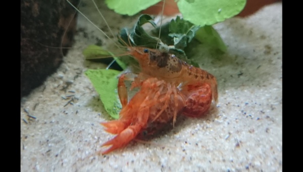 Dwarf Crayfish Breeding