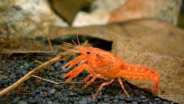 Dwarf Crayfish Care