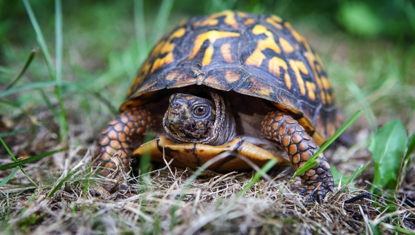 Eastern Box Turtle Appearance