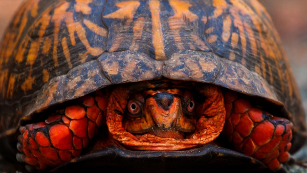 Eastern Box Turtle Behavior & Temperament