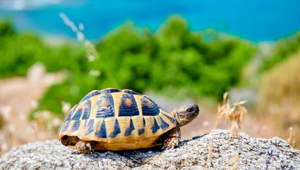 Eastern Box Turtle Care