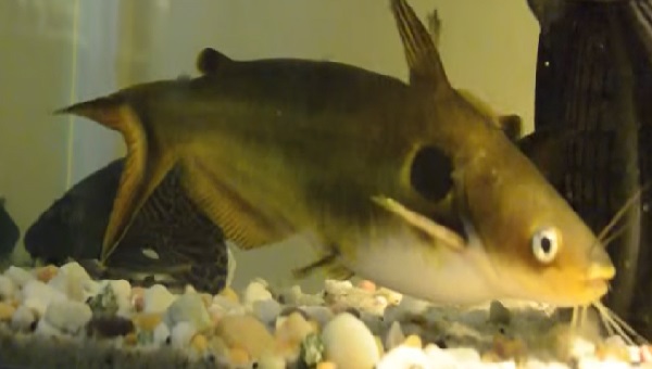 Eclipse Catfish Appearance