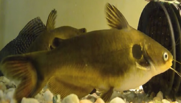 Eclipse Catfish Size and Growth