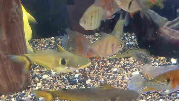 Eclipse Catfish Tank Mates