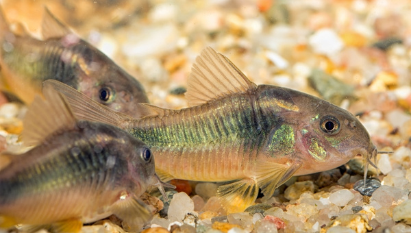 Emerald Cory