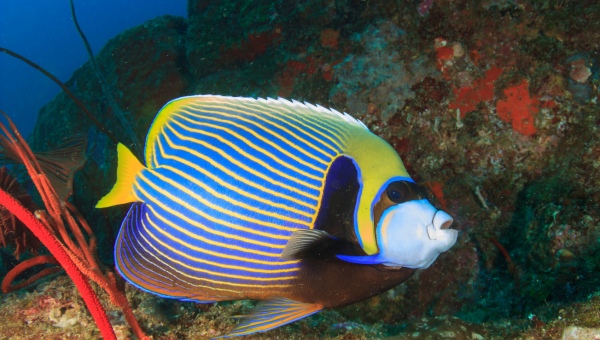 Emperor Angelfish Appearance