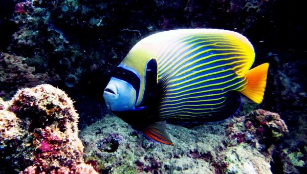 Emperor Angelfish Behavior & Temperament