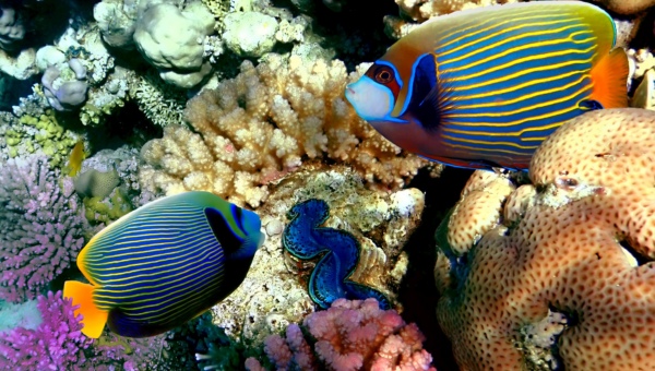 Emperor Angelfish Breeding