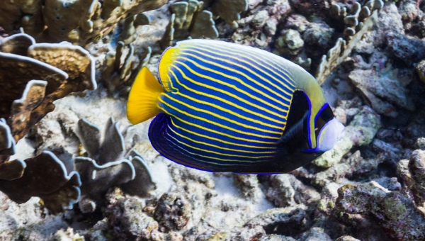 Emperor Angelfish Care