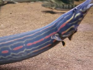 Fire Eel