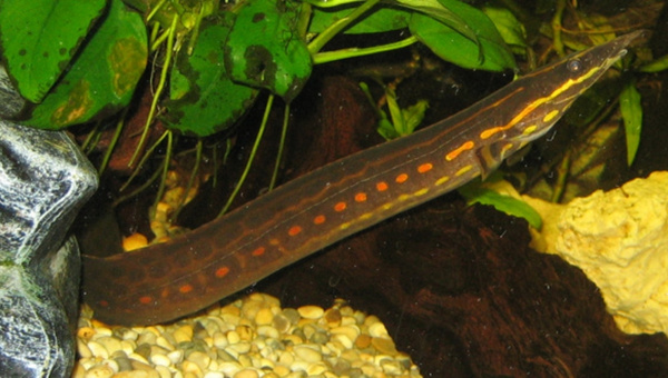 Fire Eel Appearance