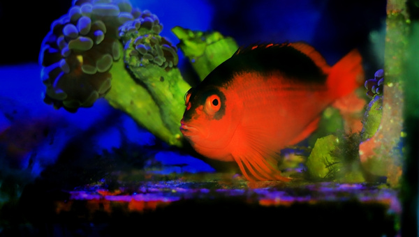 Flame Hawkfish Appearance