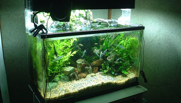 Freshwater Tank