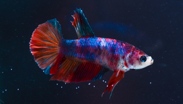 Giant Betta Fish Behavior And Temperament