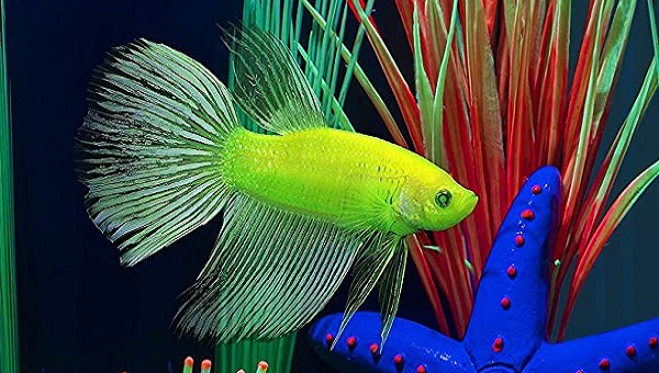 GloFish Betta Appearance