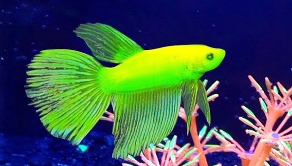 GloFish Betta Breeding