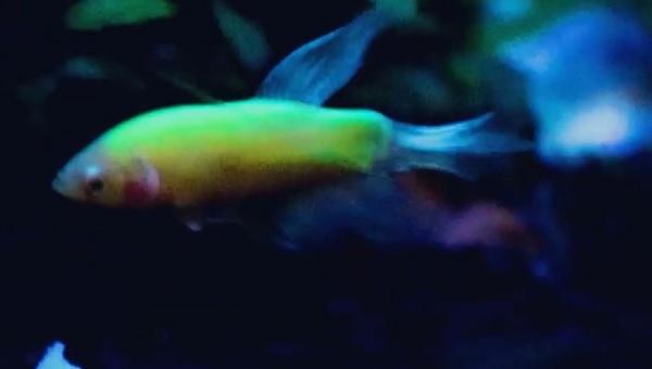 GloFish Betta Water Parameters