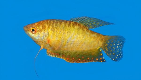 Gold Gourami Appearance