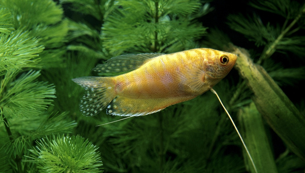 Gold Gourami Care Guide