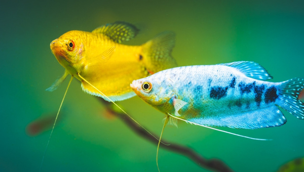 Gold Gourami Size & Growth Rate