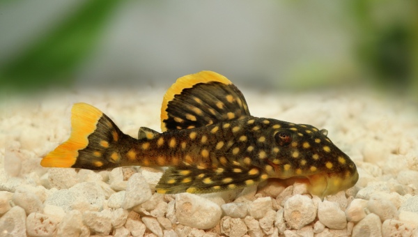 Gold Nugget Pleco Appearance