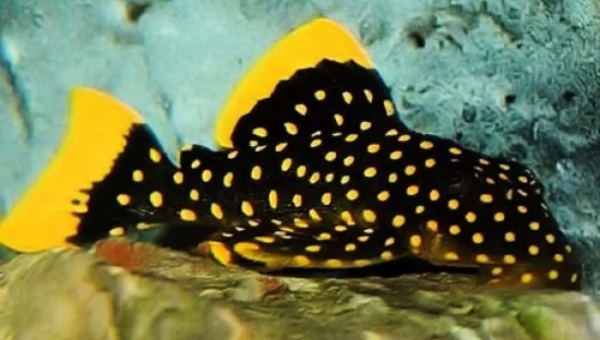 Gold Nugget Pleco Behavior & Temperament