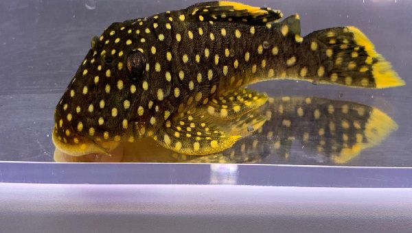 Gold Nugget Pleco Care