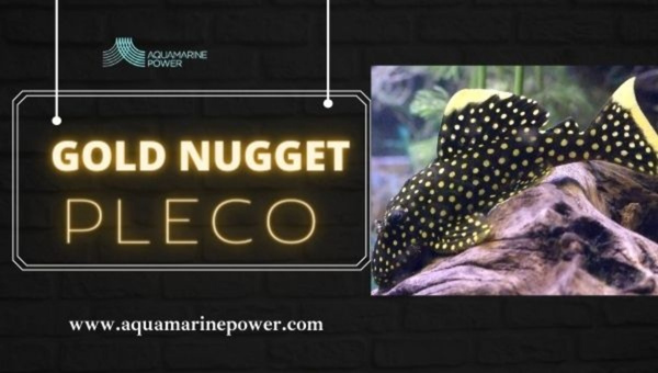 Gold Nugget Pleco