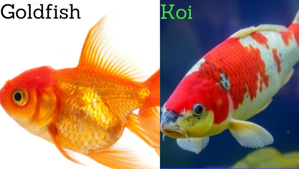 Goldfish & Koi