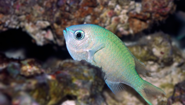 Green Chromis Appearance