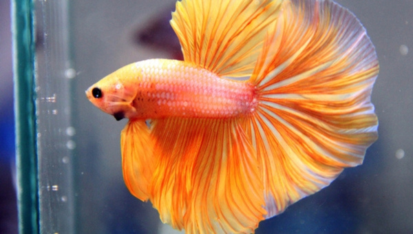 Half-moon Betta 