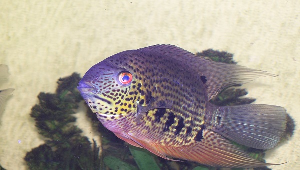 Heros Severus, aka The Banded cichlid