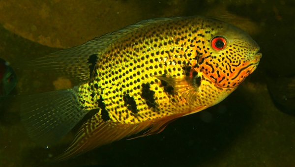 Heros notatus, aka The Spotted cichlid: