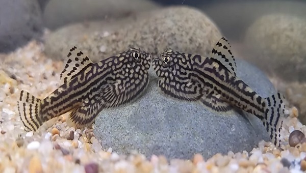 Hillstream Loach